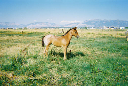 2007 Foal in Field